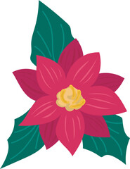 Poinsenttia illustration on transparent background.
