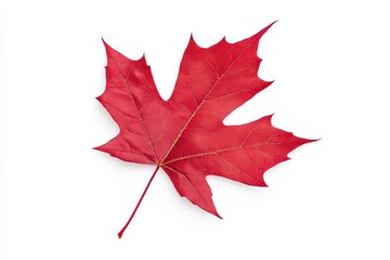 A vibrant red maple leaf, showcasing intricate textures and natural beauty, perfect for autumn-themed designs.