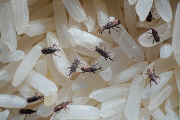 Rice moths or flour moths are eating rice that has been stored in rice storage boxes for a long...