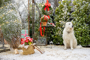 White adorable dog at beautifully decorated garden with gift boxes, Christmas tree and wreaths on...
