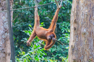 Naklejka premium orangutans or pongo pygmaeus is the only asian great found on the island of Borneo and Sumatra