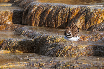 Mammoth Hot Spring