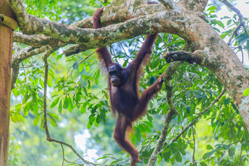 orangutans or pongo pygmaeus is the only asian great found on the island of Borneo and Sumatra