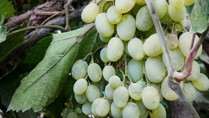 grape vines in the garden