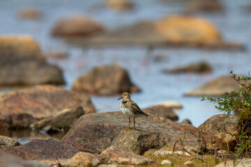 Single pectoral sandpiper (Calidris melanotos) standing on a rock in the arctic tundra, Arviat, Nunavut, Canada