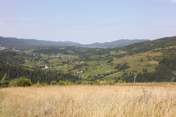 Many spikelets growing in mountains on sunny day