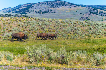 Buffalo in the field