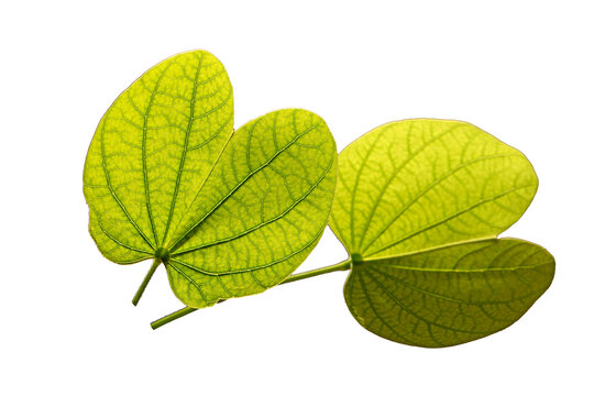 Orchid tree (Bauhinia) leaves isolated on white background 