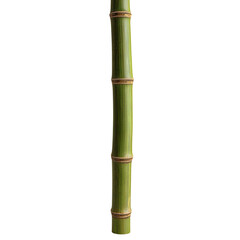 Obraz premium Close-up of a Single Bamboo Stem