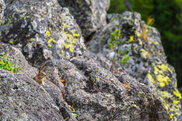 chipmunk on the rock