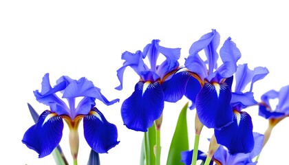 Purple and white iris flowers isolated on white background,