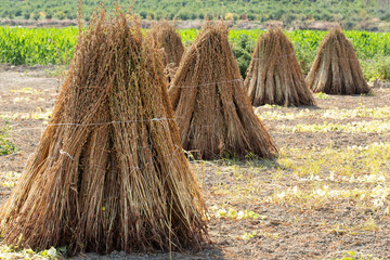 After harvest, the stacks of sesame plants being dried for seed removal