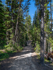 path in the woods