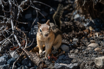 Chipmunk 