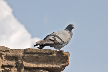 gros plan sur un pigeon posé sur un mur en pierre