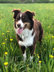 Red Tri Australian Shepherd in a Field of Flowers