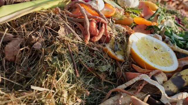 Biodegradable waste, composter with organic food scraps and other organic material
