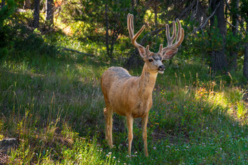 Young Elk