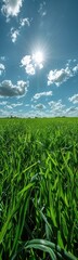 Obraz premium Field of green grass with sun shining through the clouds, nature background, vertical background
