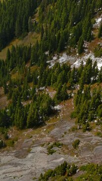Drone footage looking straight down on a snowy pine forest. Patches of snow are scattered amongst the trees, rocks, and grass. British Columbia, Canada.