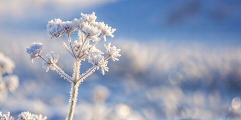 Frosty Kalahari plant in winter morning light with soft focus background
