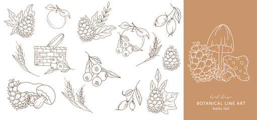 Mushroom fall arrangements isolated on white. Berry line art ilustration. Fall Hand Drawn Outline.  Fall Coloring Page. Traditional Thanksgiving Graphics