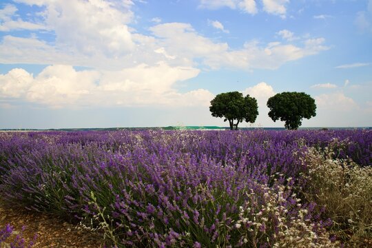 lavender field in region