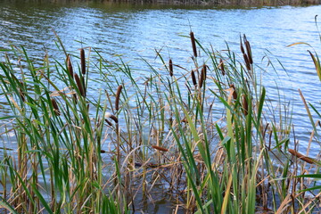 some reeds on the edge of the pond close up  