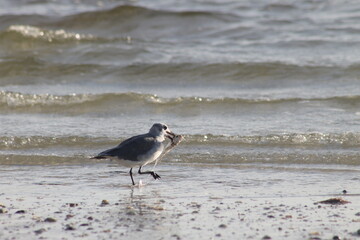 Bird Eating Fish on Shore