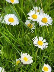 daisy in the grass