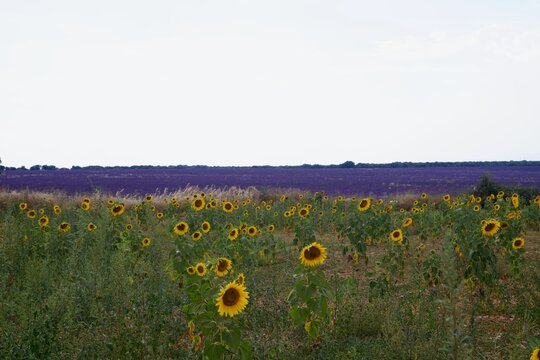 field of sunflowers