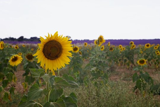 sunflower field in the summer
