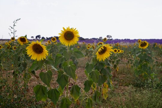 sunflower field in summer