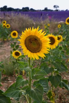 field of sunflowers