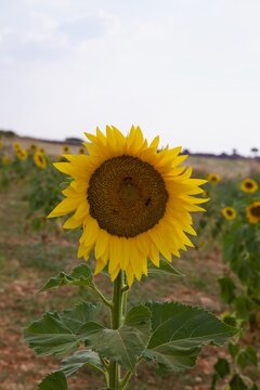 sunflower in the field