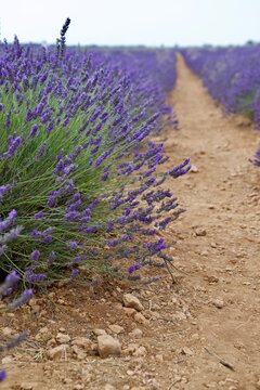 lavender field in region