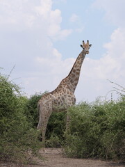 Eine Giraffe steht zwischen Büschen und schaut in Richtung Kamera in Botswana