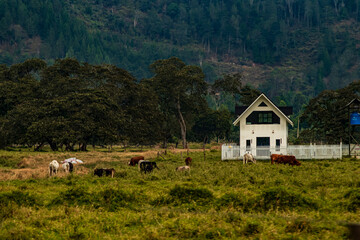 CASA DE CAMPO EN MEDIO DE LA SELVA GANADO VACAS MONTA&Ntilde;AS OXAPAMPAA