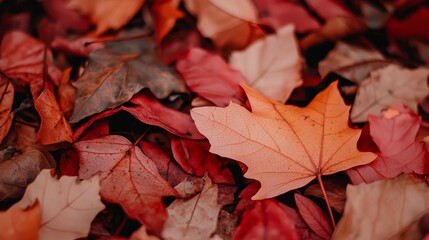 A close-up of fallen autumn leaves in various shades of red, orange, and brown. The leaves are scattered on the ground, creating a vibrant and colorful texture.