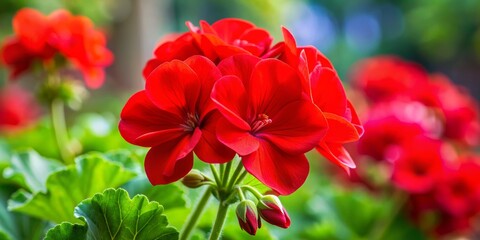 Obraz premium Close-up of Red Geranium Flowers with Green Foliage, Macro Photography, Flower Bloom, Nature, Floral, Garden, Geranium