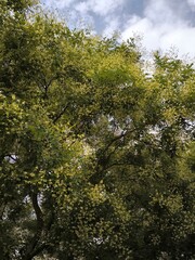 trees and sky