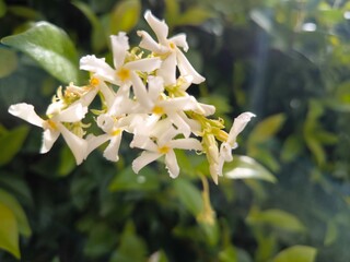white and yellow flowers