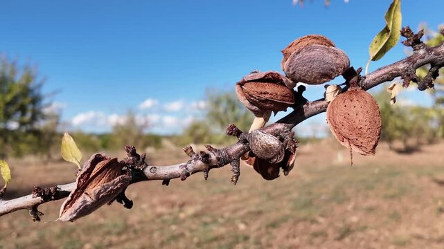 Arbol almendro con almendras