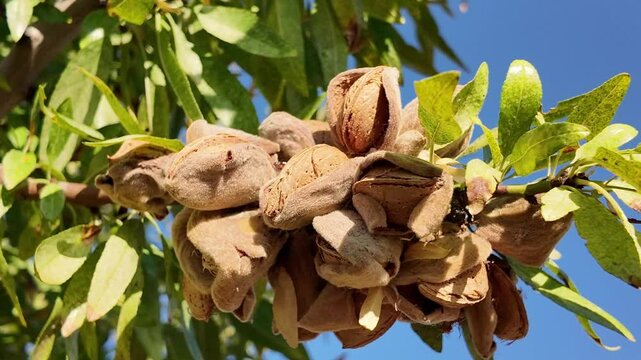 Arbol almendro con almendras