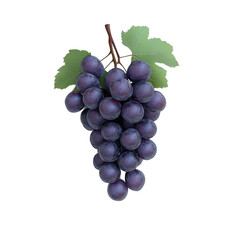 Fototapeta premium Bunch of Dark Grapes