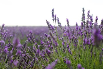 Naklejka premium field of lavender