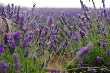 lavender field region