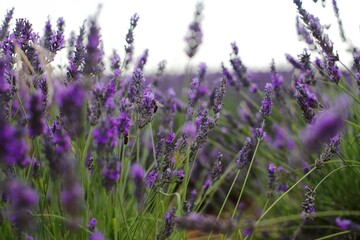 Obraz premium lavender field in region
