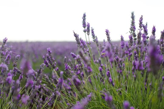 field of lavender