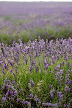 field of lavender